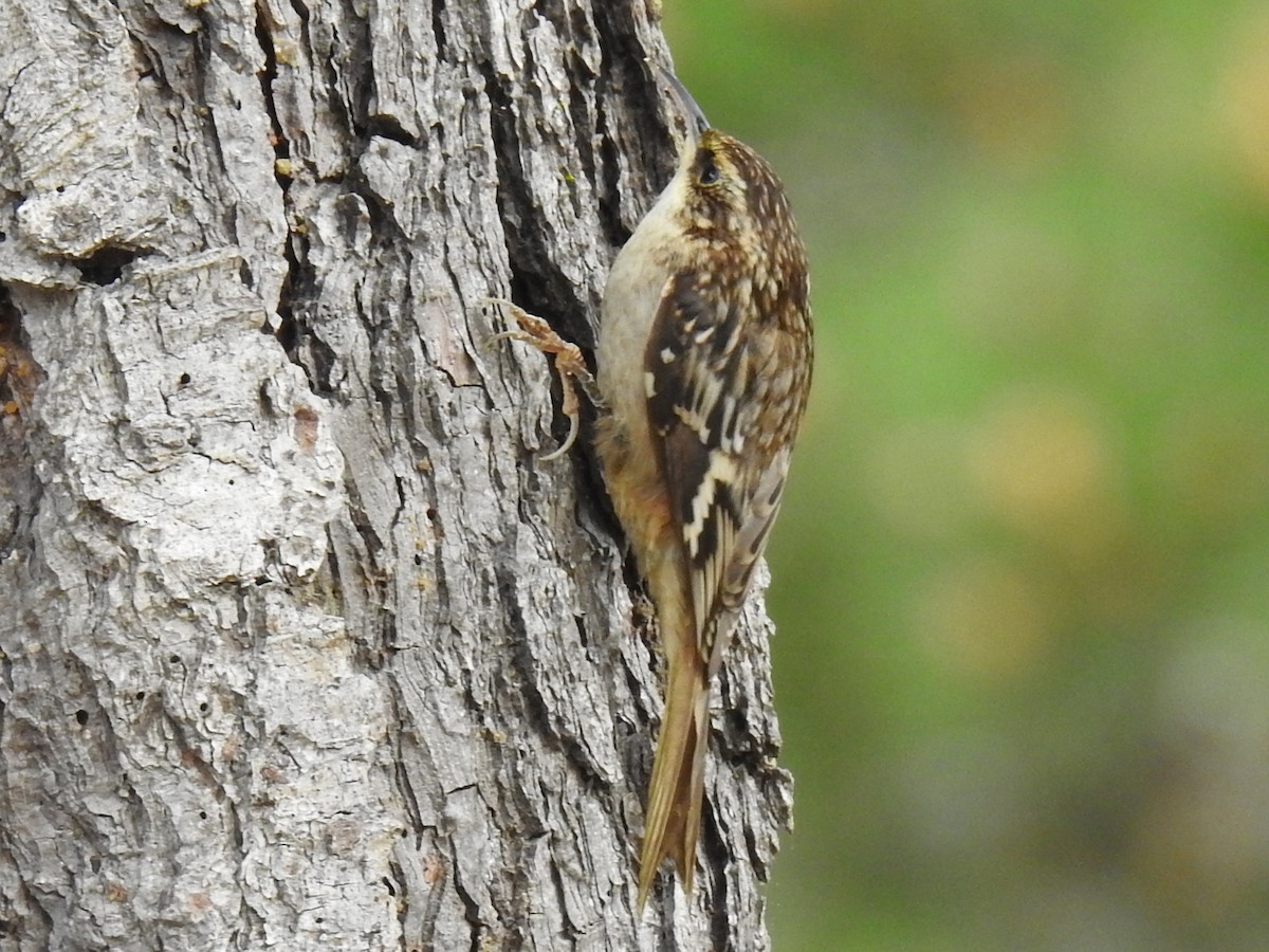 Brown Creeper - ML645083823