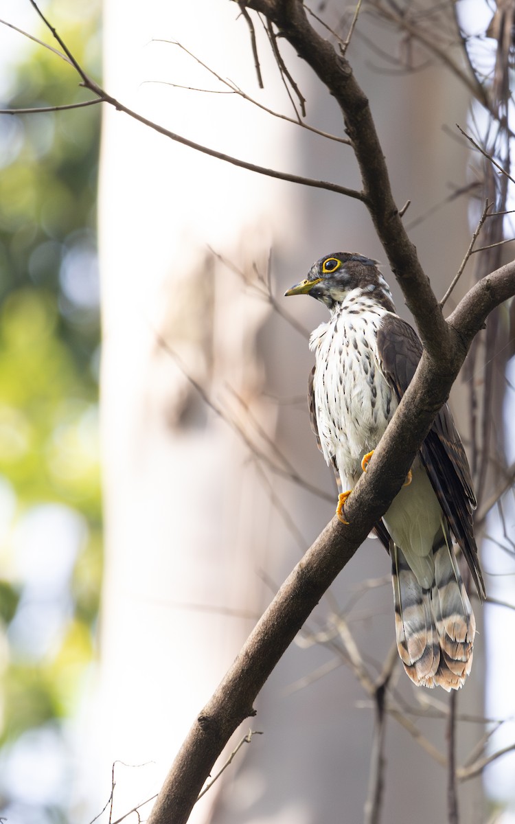 Northern Hawk-Cuckoo - ML645083828