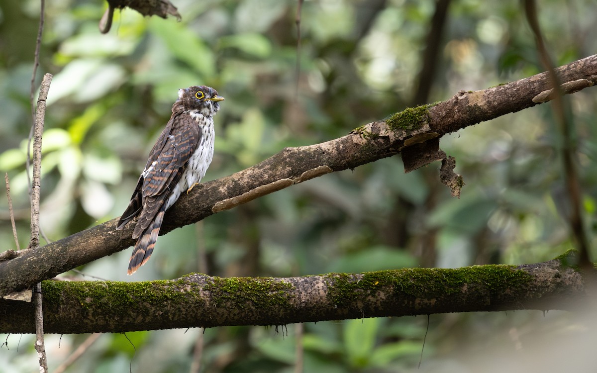 Northern Hawk-Cuckoo - ML645083829