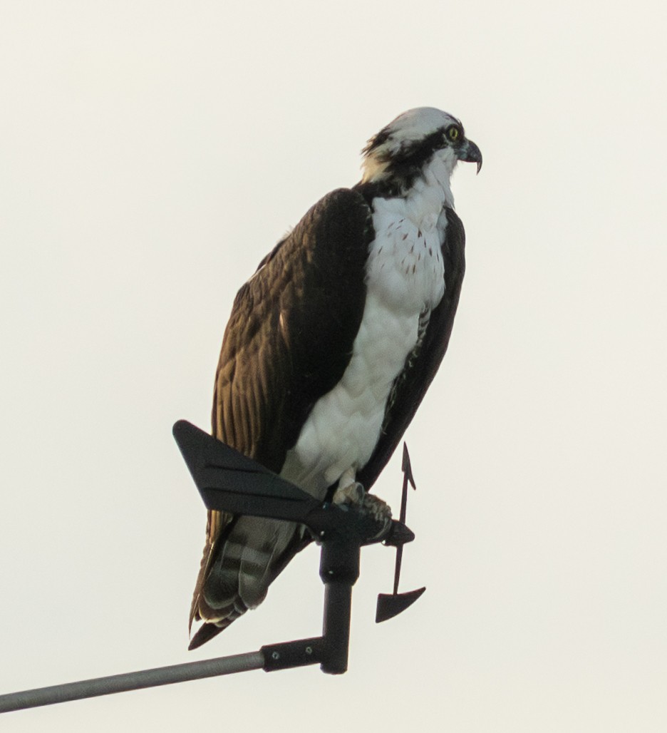 Osprey - ML645083832