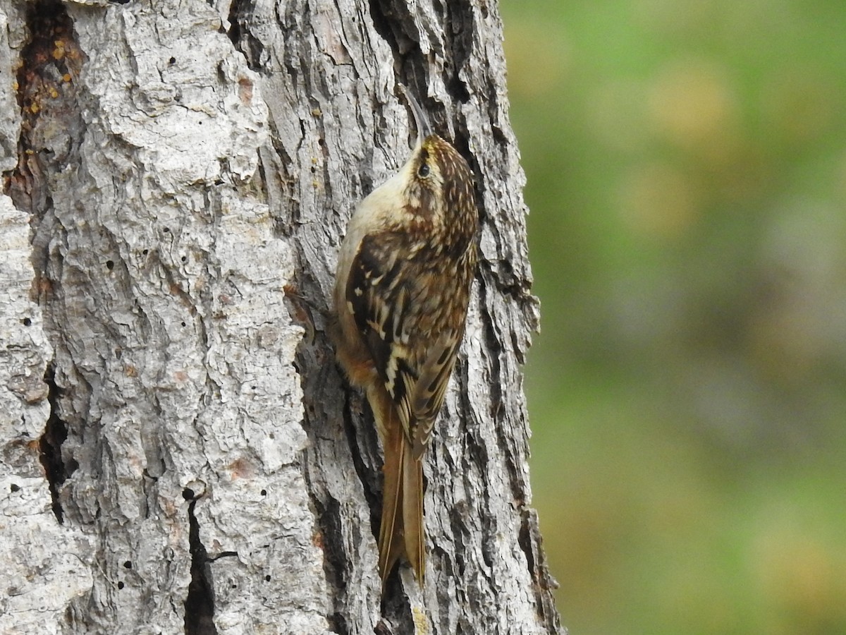 Brown Creeper - ML645083833