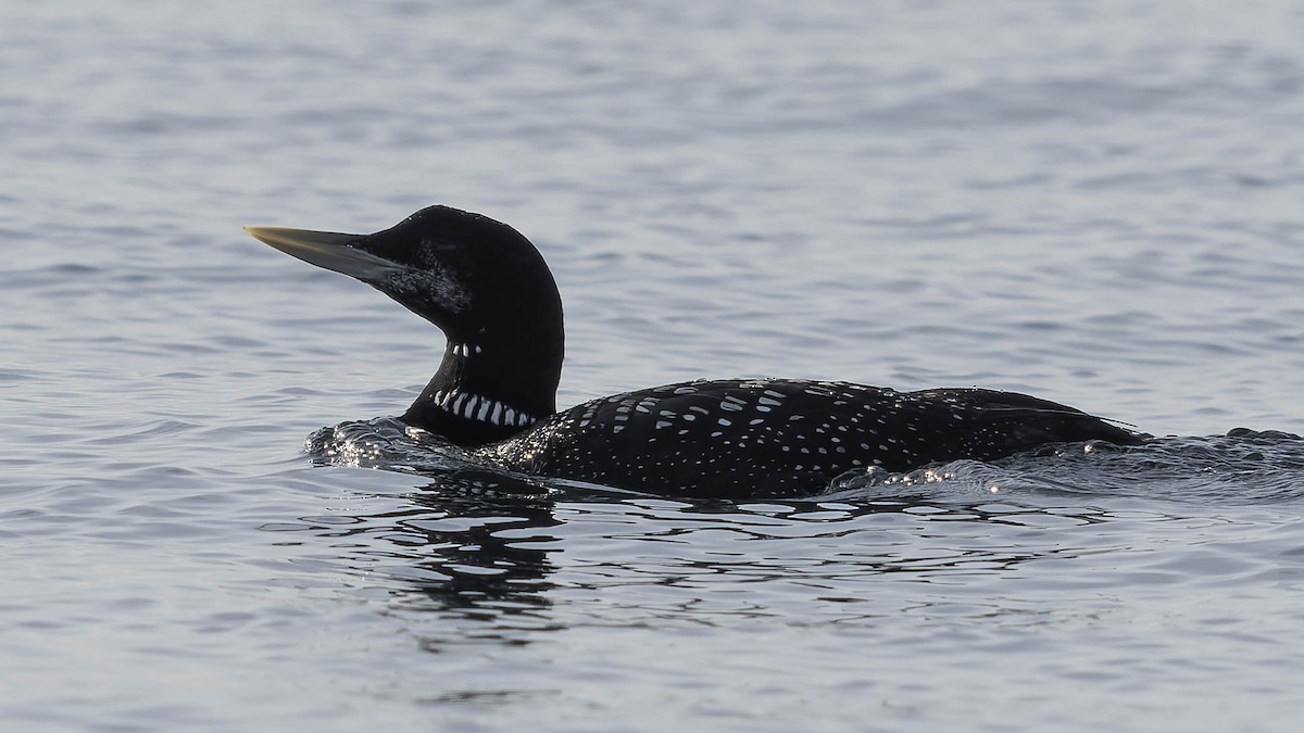 Strolaga beccogiallo - ML645083835