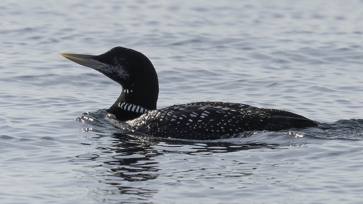 Strolaga beccogiallo - ML645083836