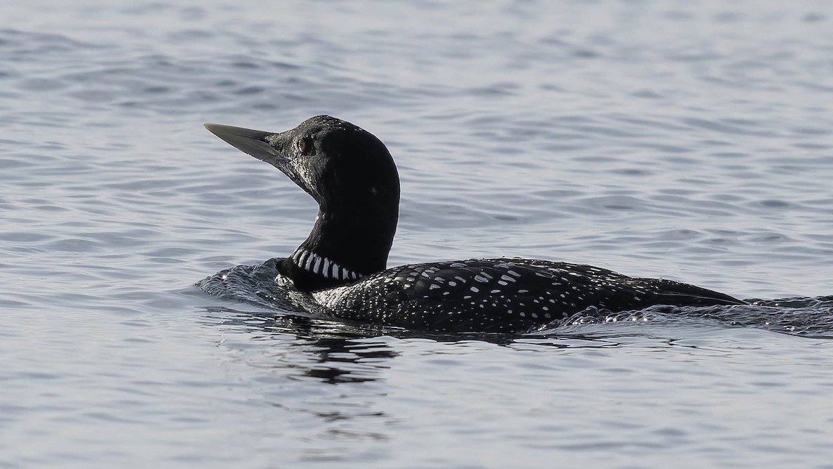 Strolaga beccogiallo - ML645083837