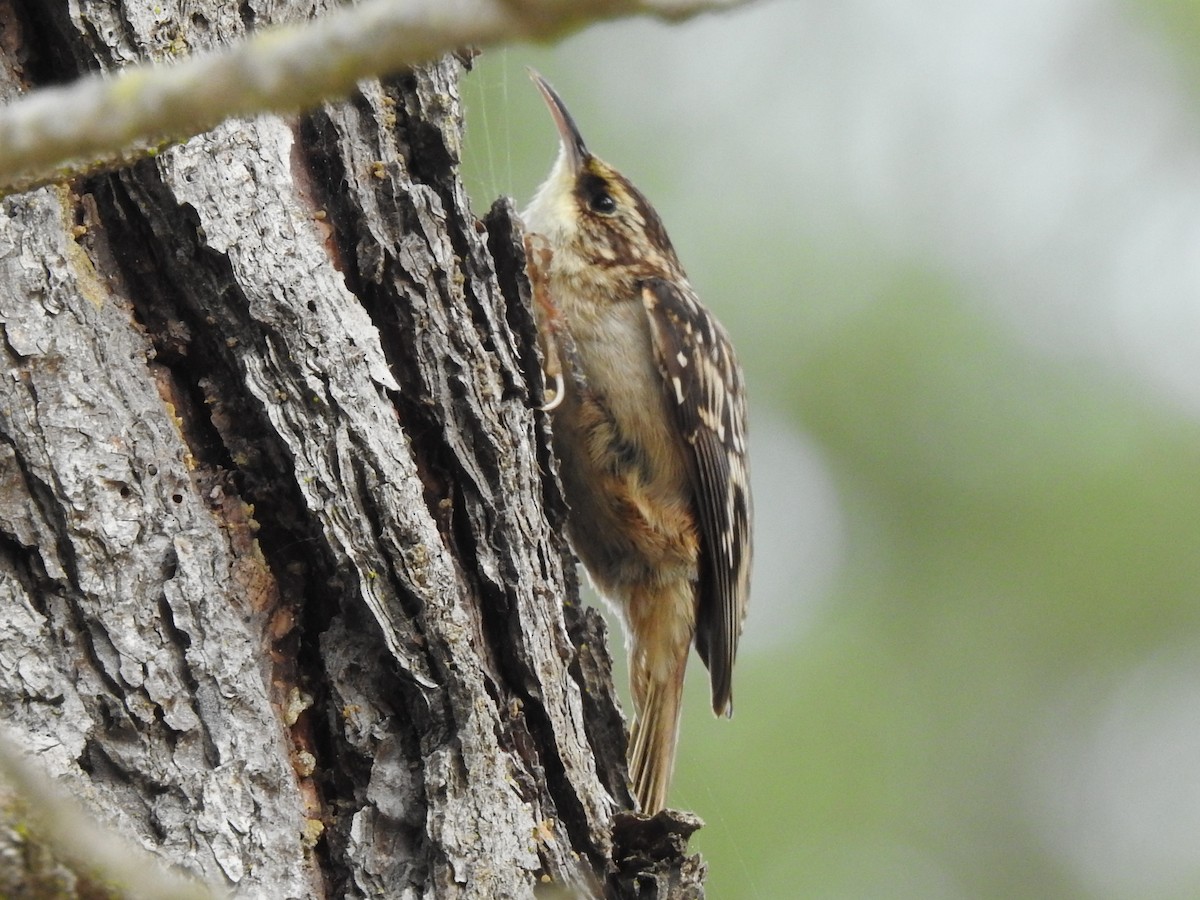 Brown Creeper - ML645083846