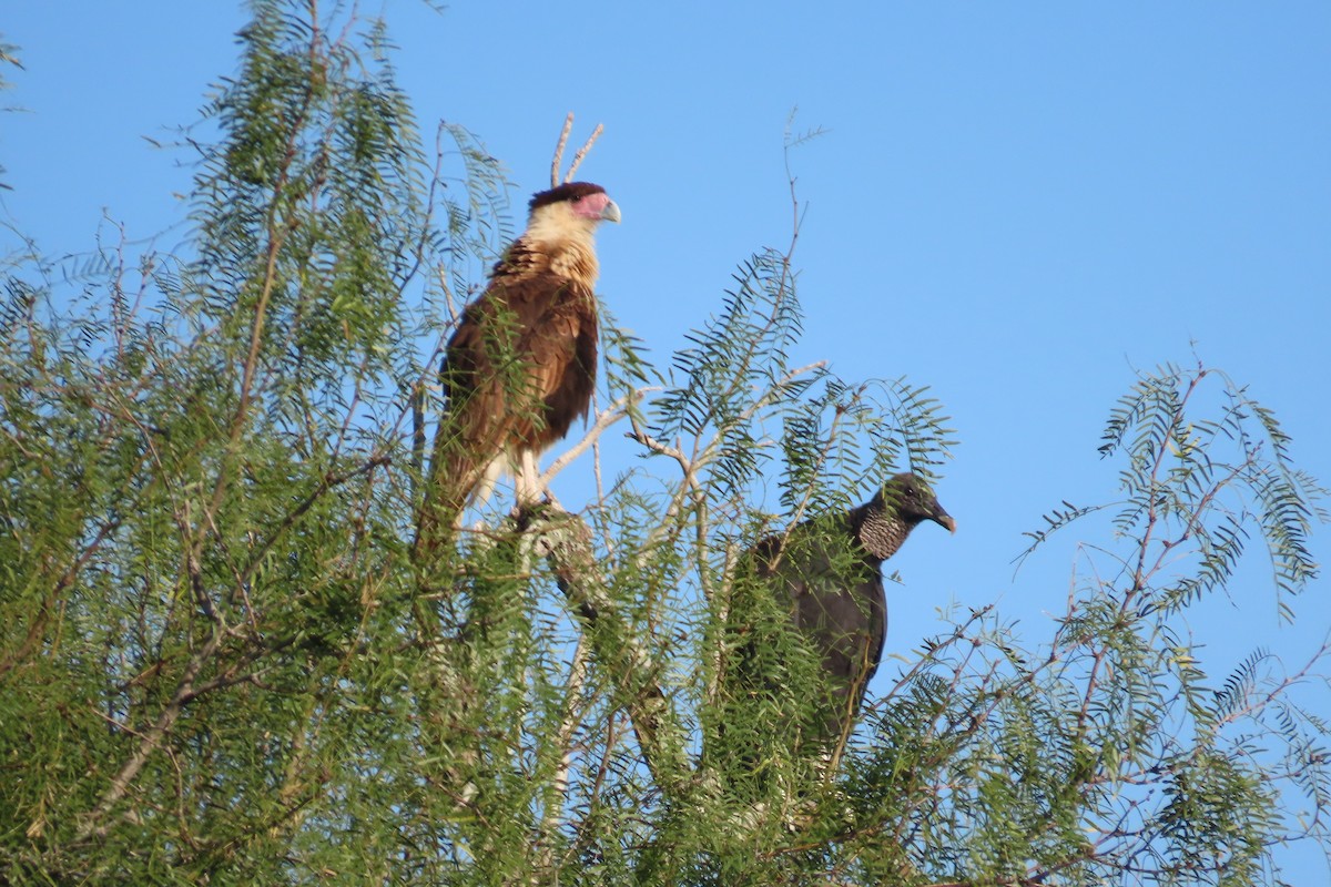 Crested Caracara (Northern) - ML645083862