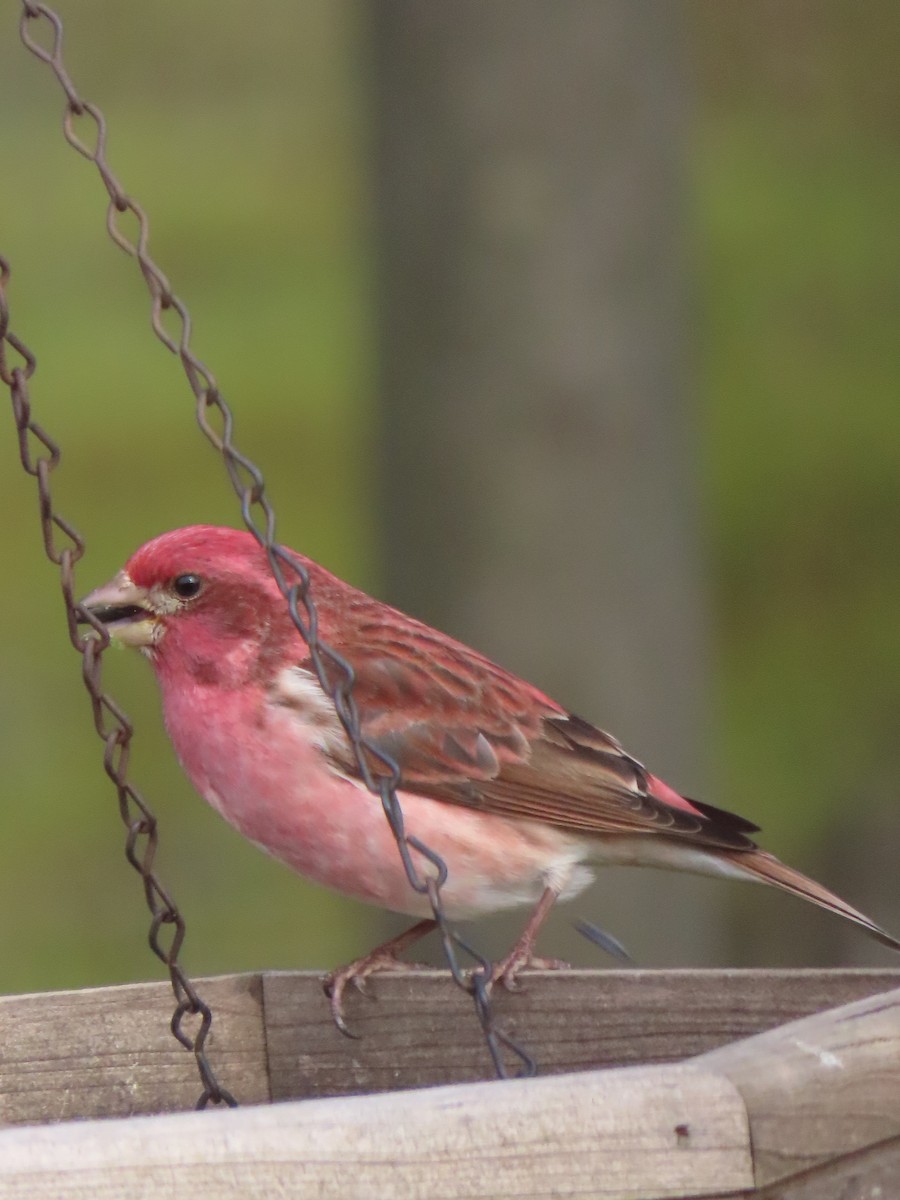 Purple Finch - ML645083866