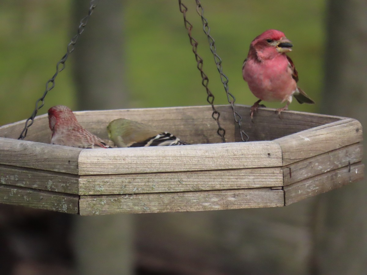 Purple Finch - ML645083867