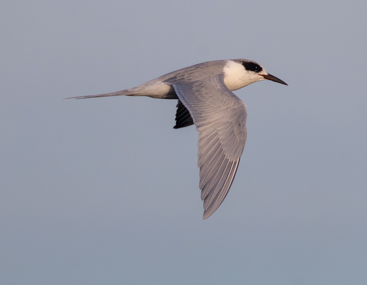 Forster's Tern - ML645083871