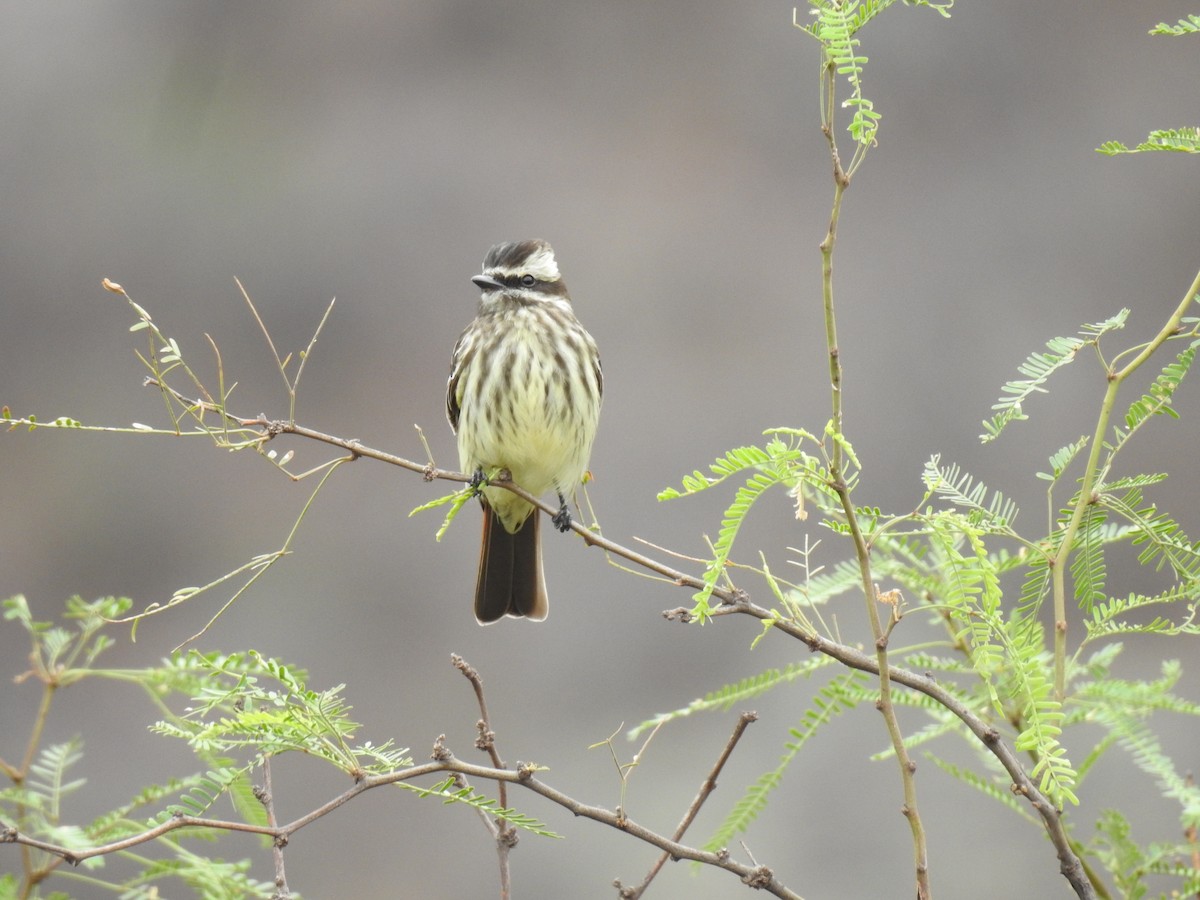 Variegated Flycatcher - ML645083899