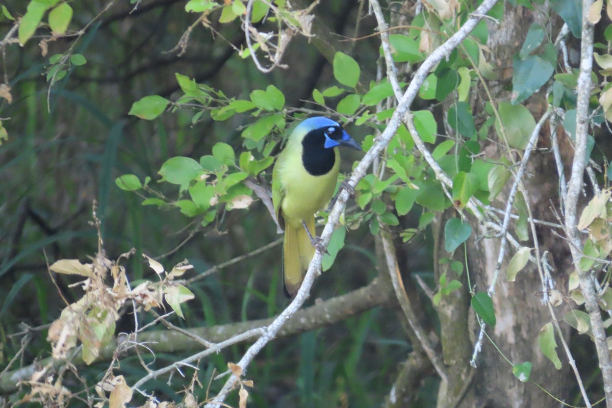 Green Jay - ML645083905