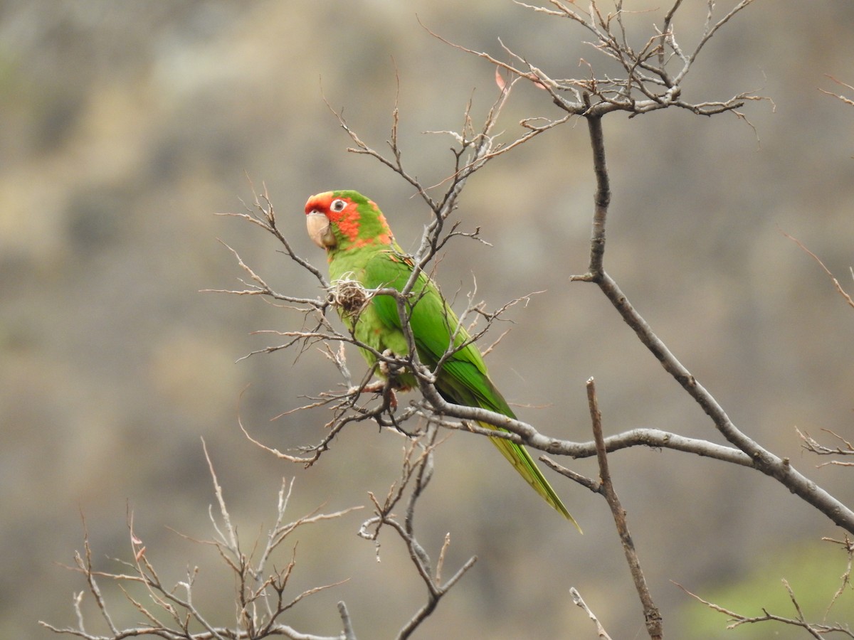 Mitred Parakeet - ML645083925
