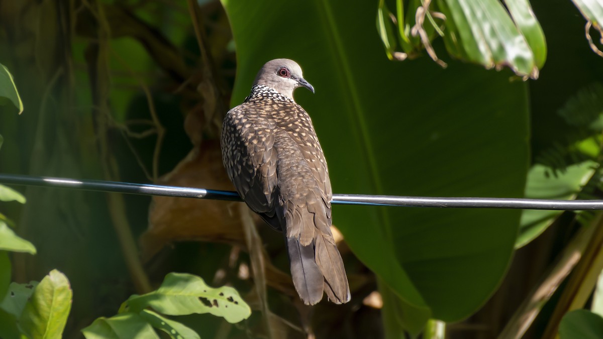 Spotted Dove - ML645083927
