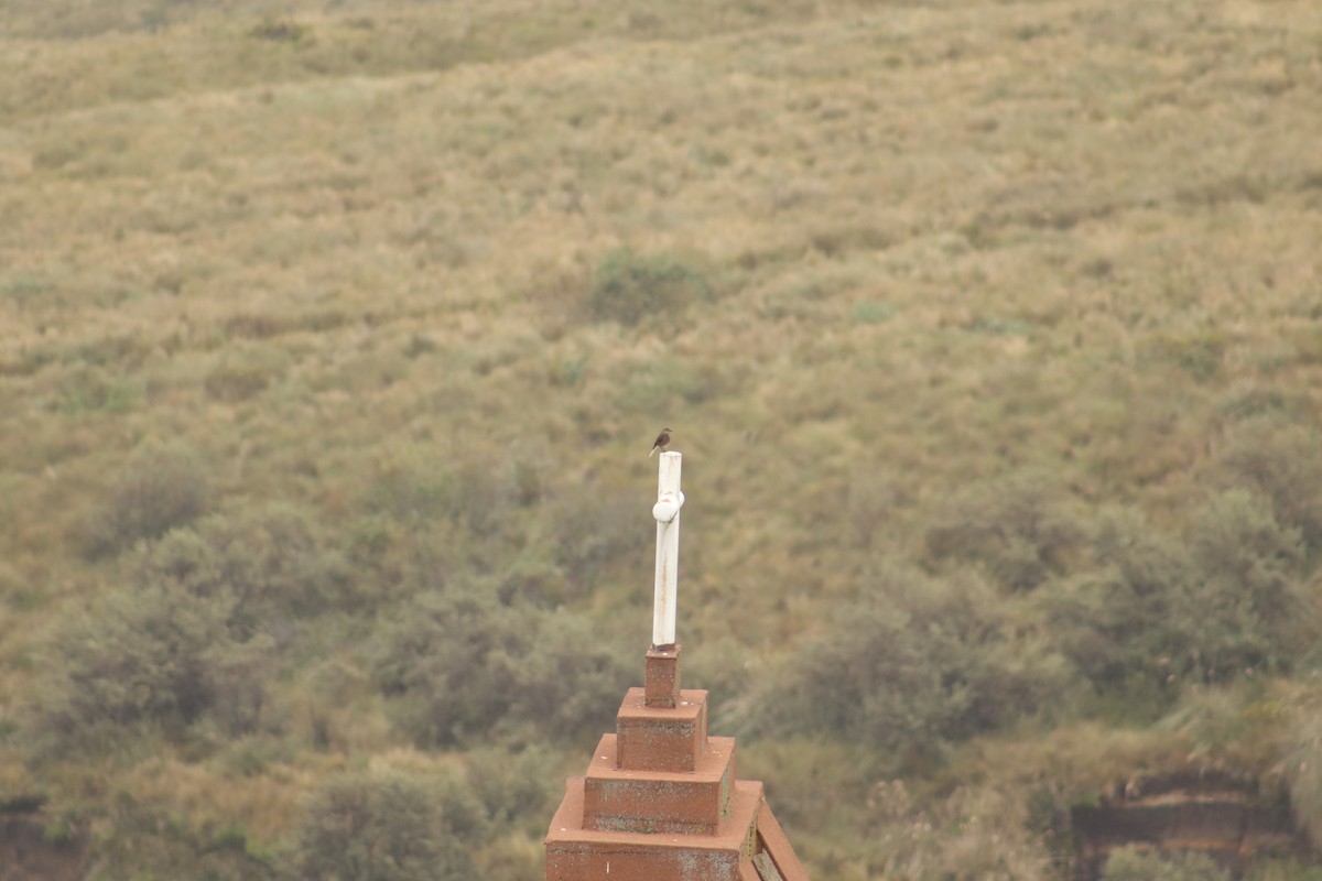 Горный гаучо - ML645083929