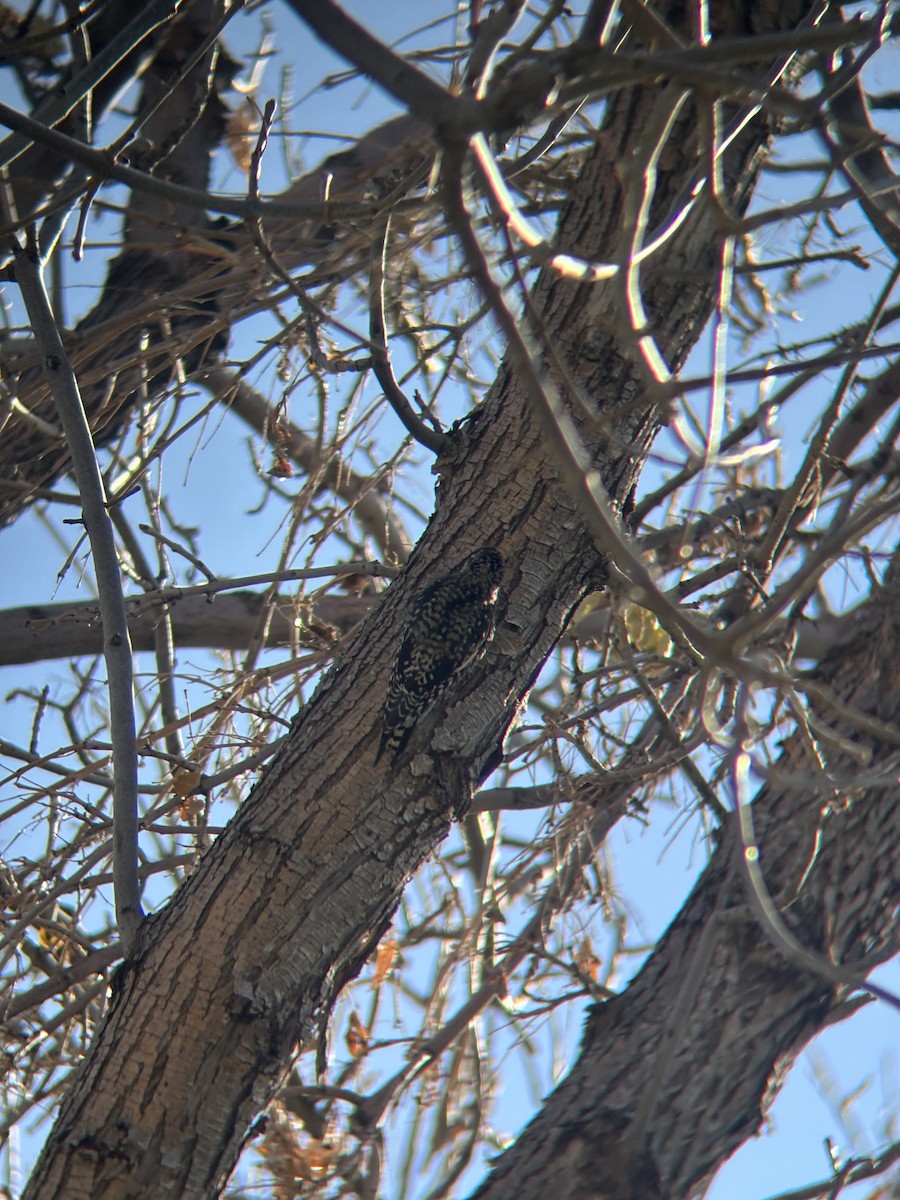 Yellow-bellied Sapsucker - ML645083930