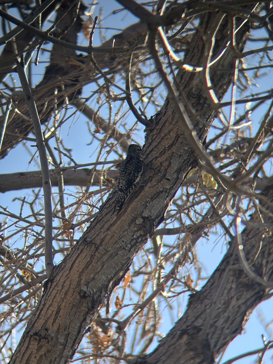 Yellow-bellied Sapsucker - ML645083931