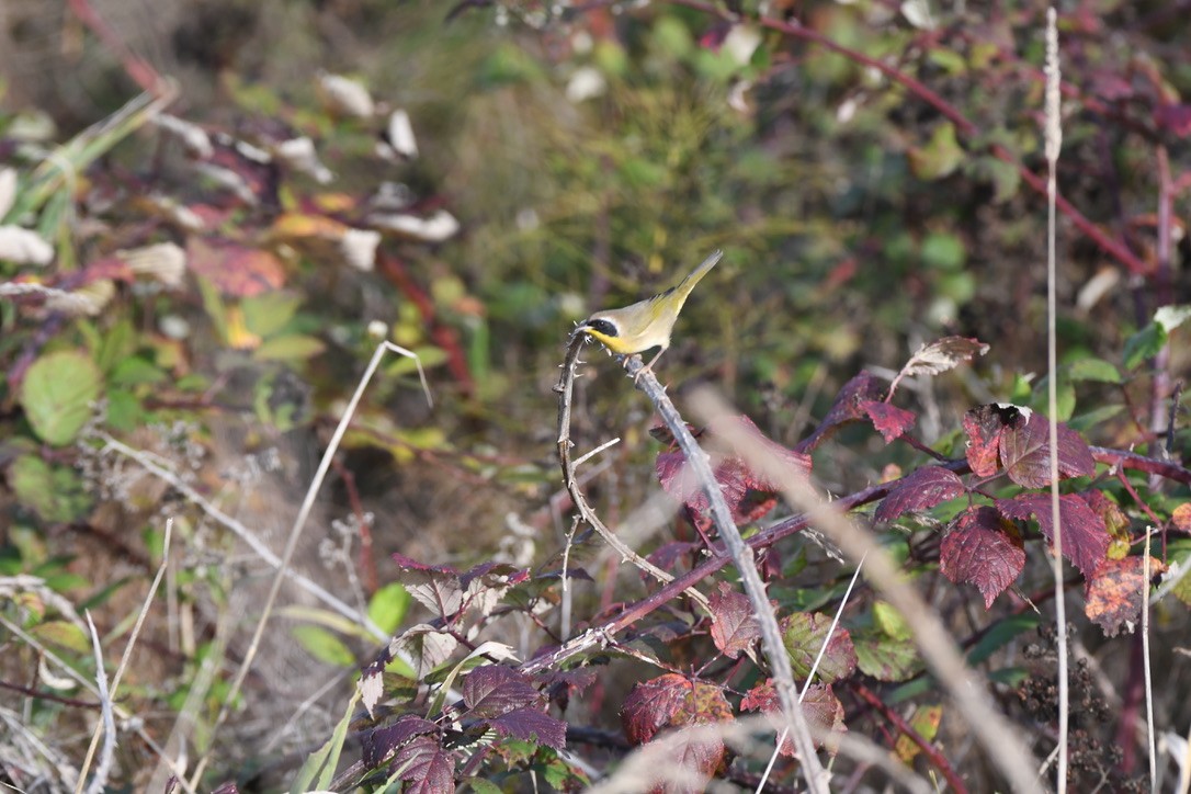 Common Yellowthroat - ML645083988