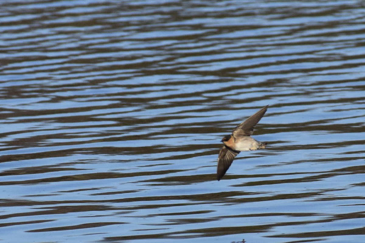 Cave Swallow - ML645084000