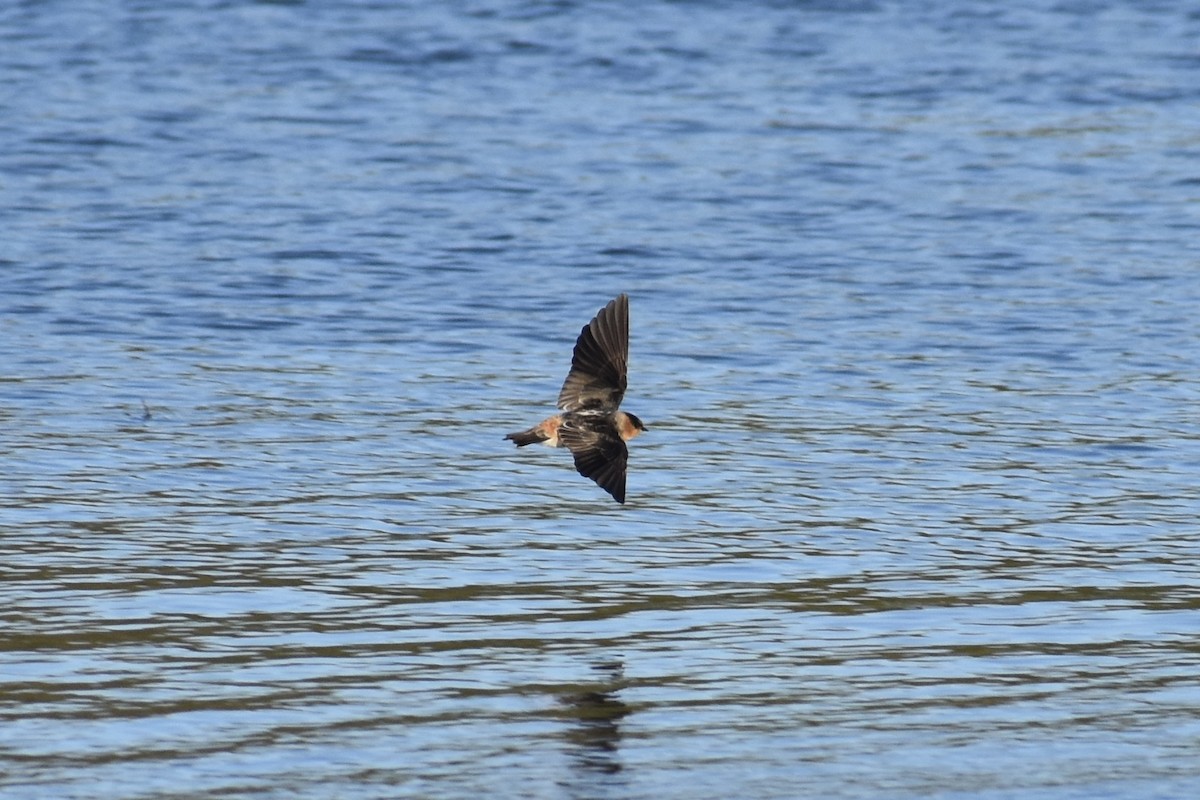 Cave Swallow - ML645084001