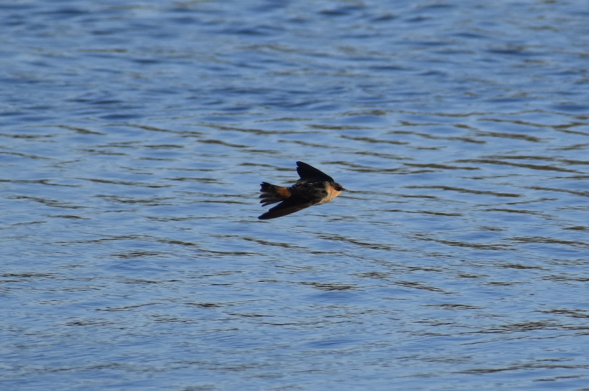 Cave Swallow - ML645084002