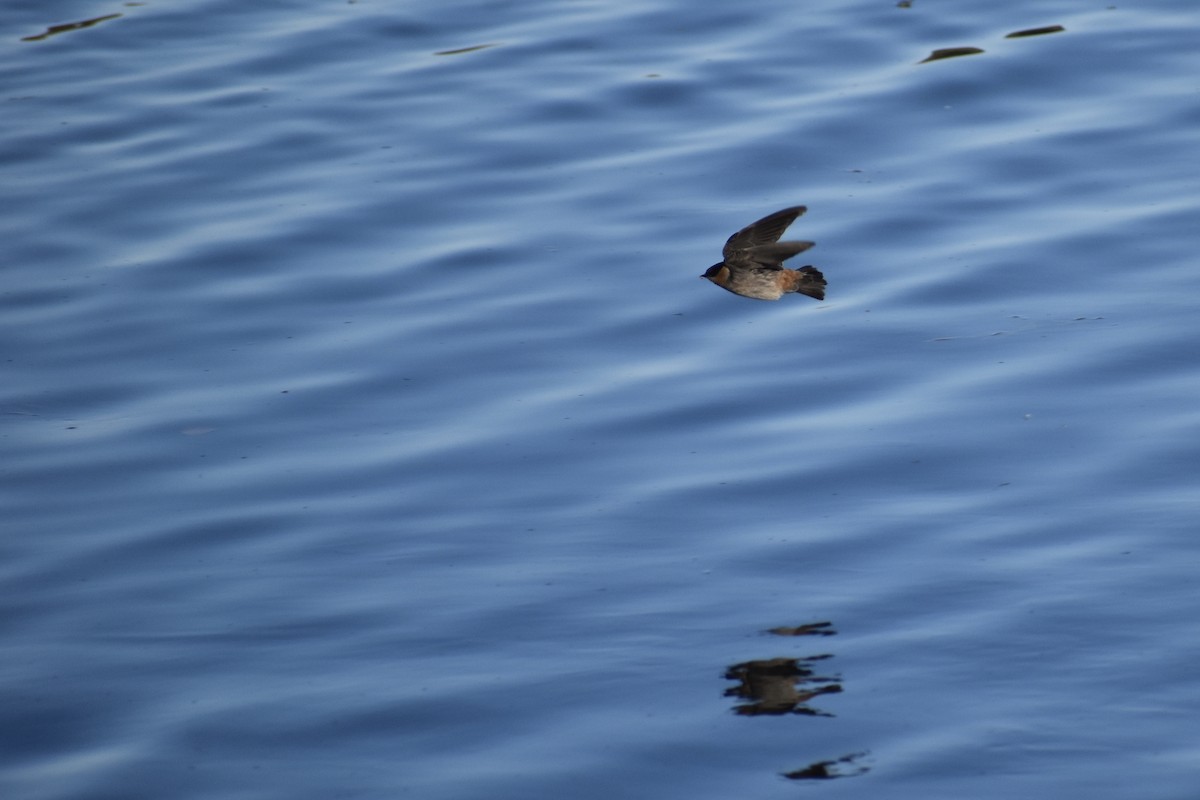 Cave Swallow - ML645084003