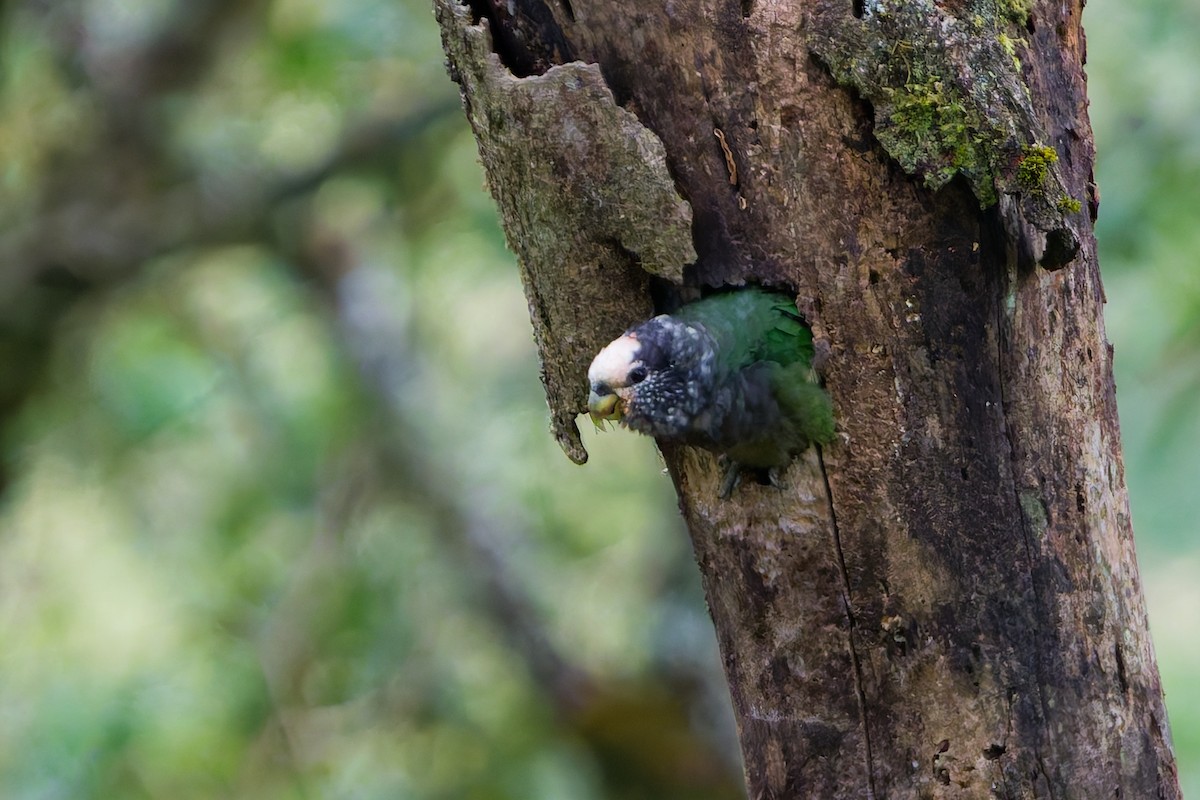 Speckle-faced Parrot - ML645084012