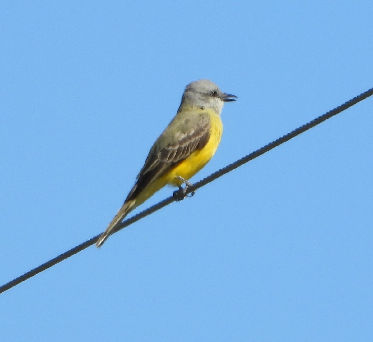 Couch's Kingbird - ML645084013