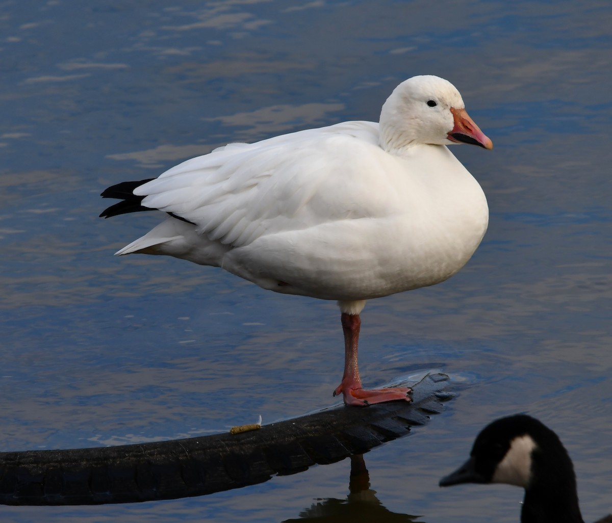 husa sněžní - ML645084070