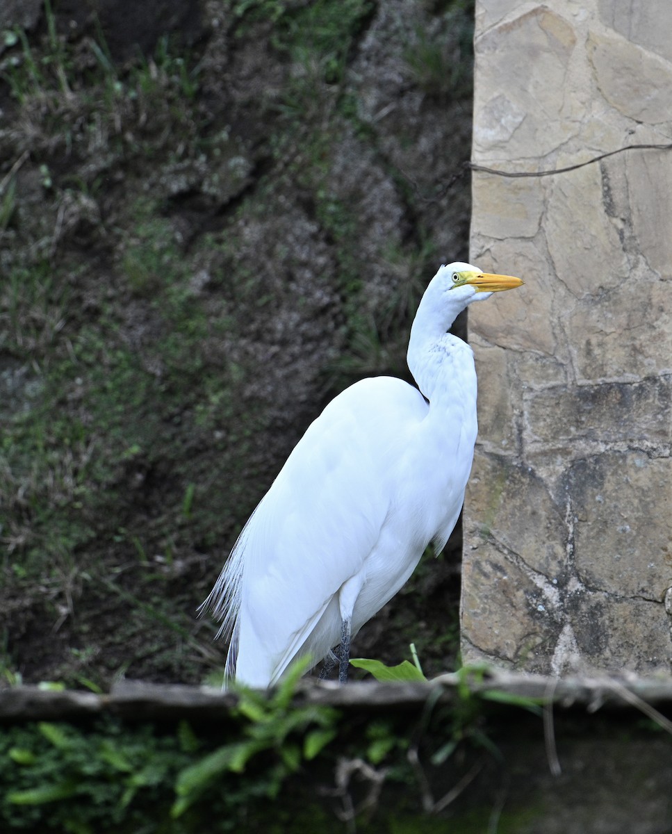 Great Egret - ML645084076