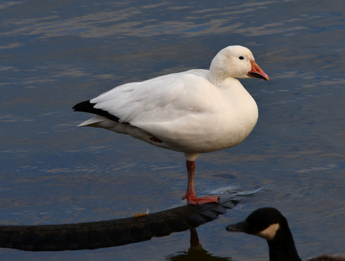 husa sněžní - ML645084079