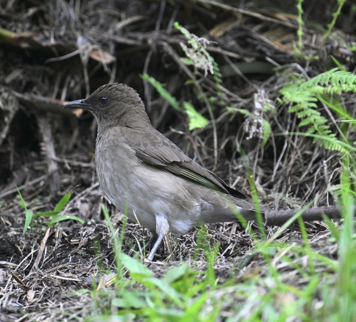 Black-billed Thrush - ML645084091