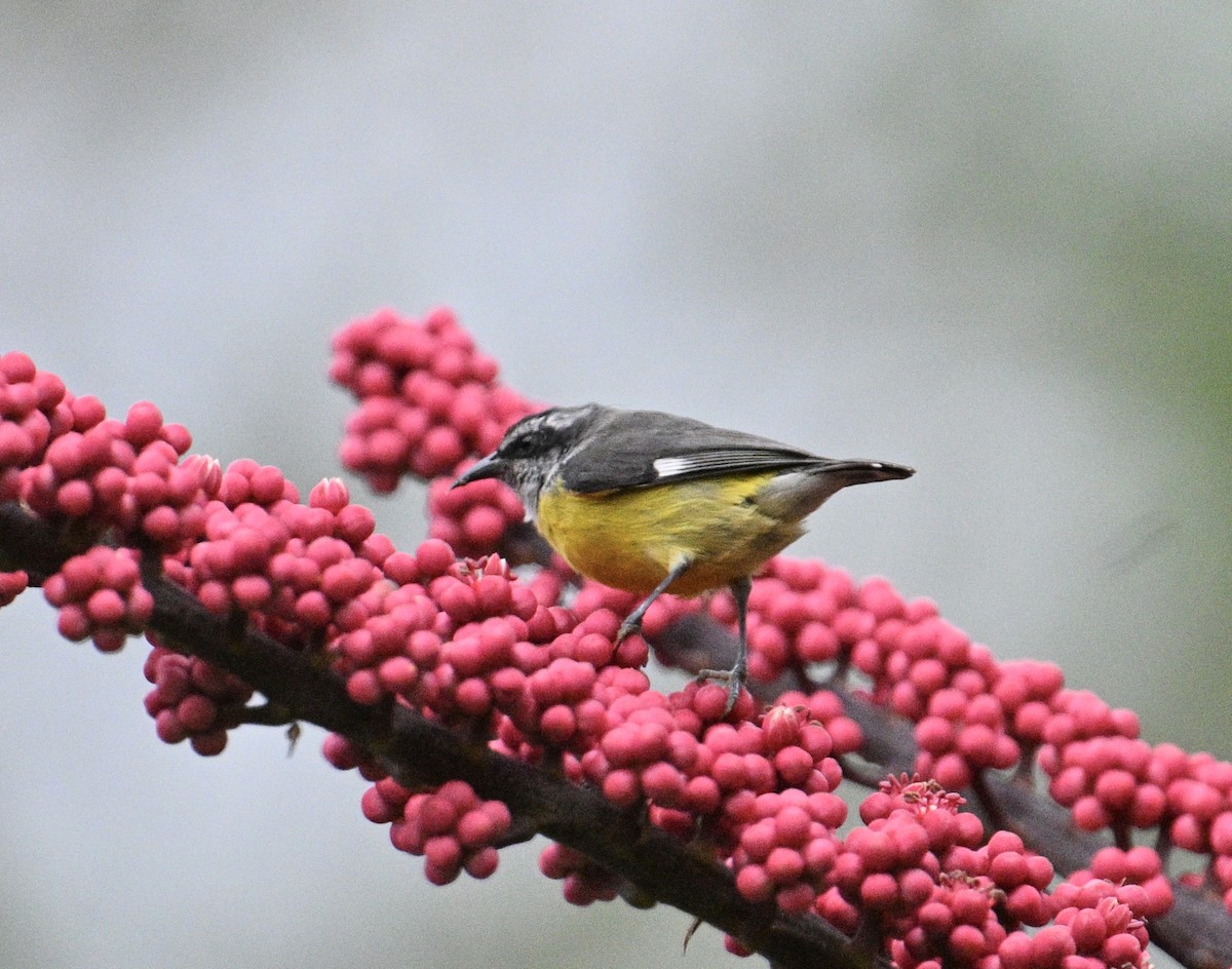 Sucrier à ventre jaune - ML645084103