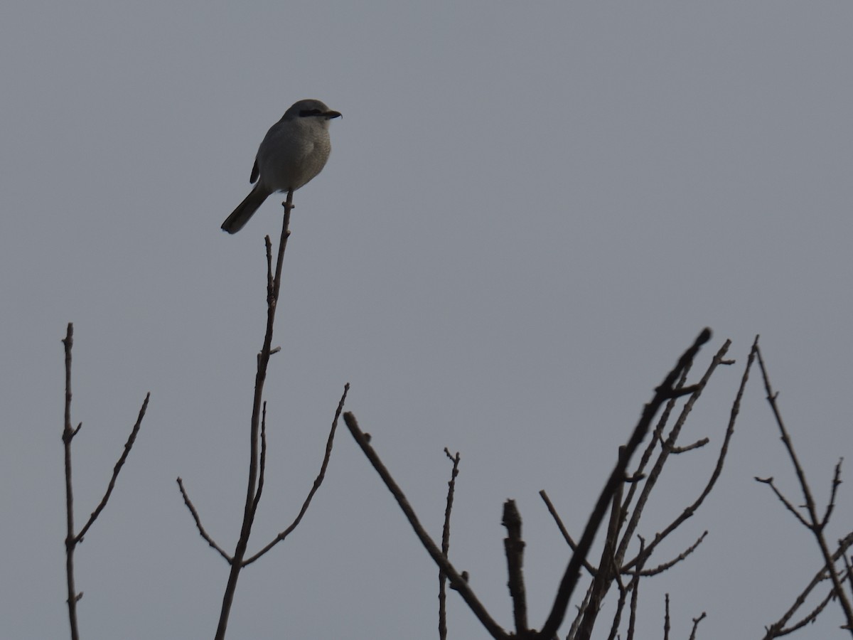 Alcaudón Boreal - ML645084105