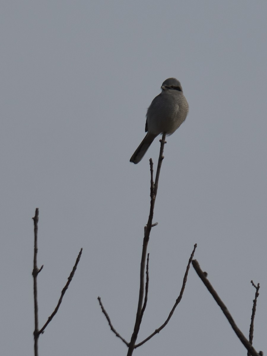 Alcaudón Boreal - ML645084106