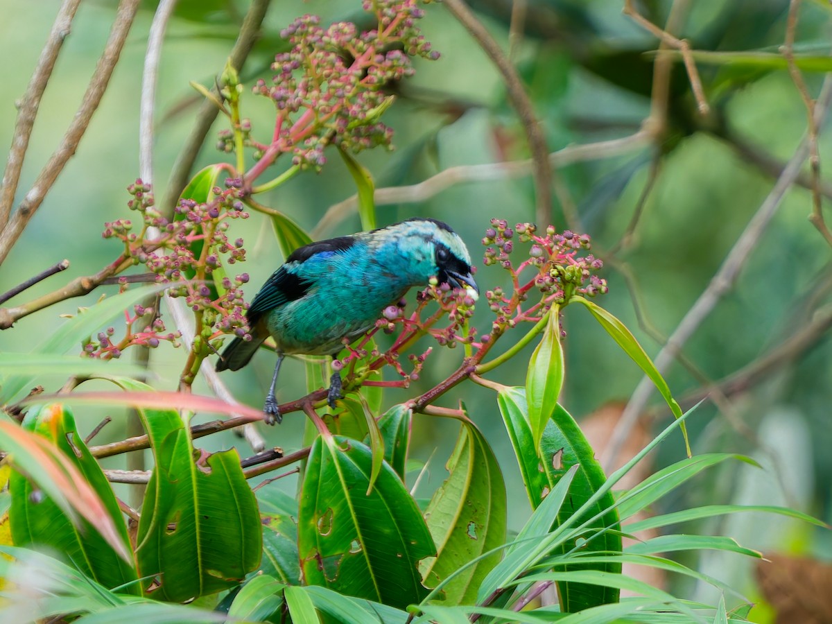 テリミドリフウキンチョウ - ML645084108
