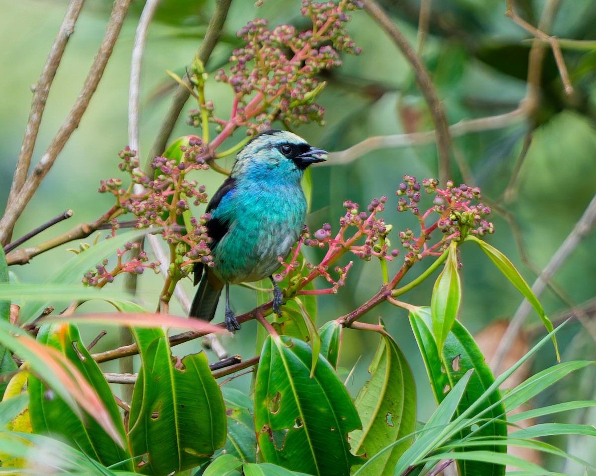 テリミドリフウキンチョウ - ML645084109