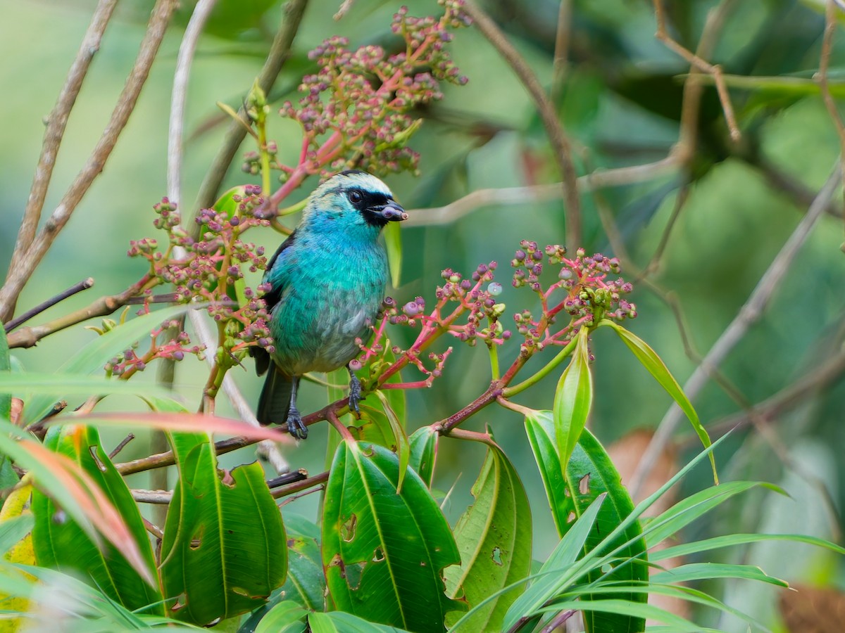 テリミドリフウキンチョウ - ML645084110