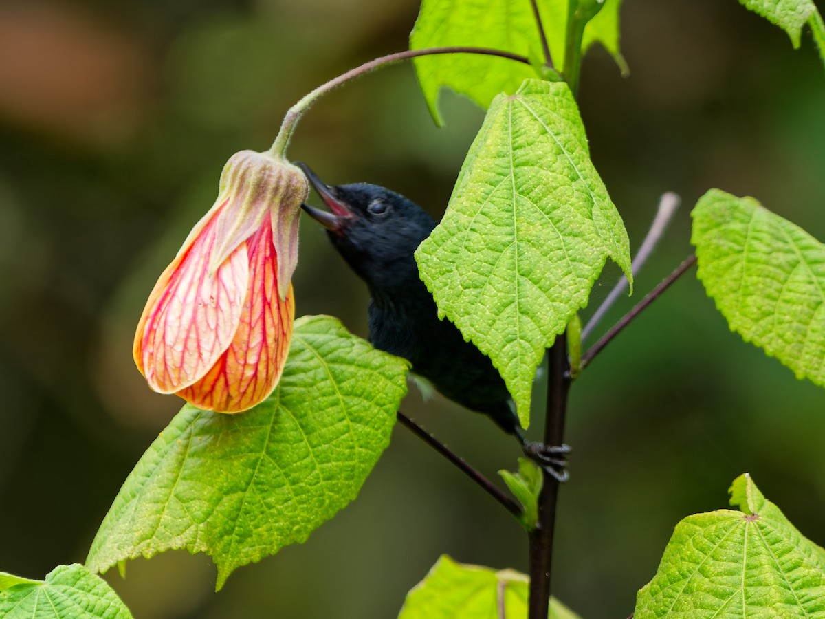 Pinchaflor Flanquiblanco - ML645084137