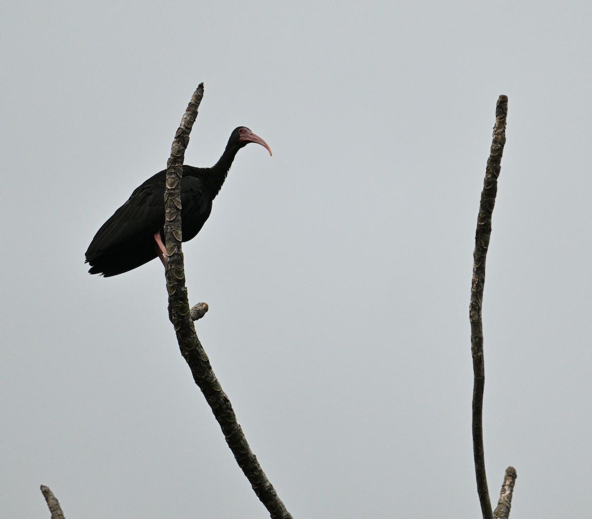 Ibis Afeitado - ML645084138