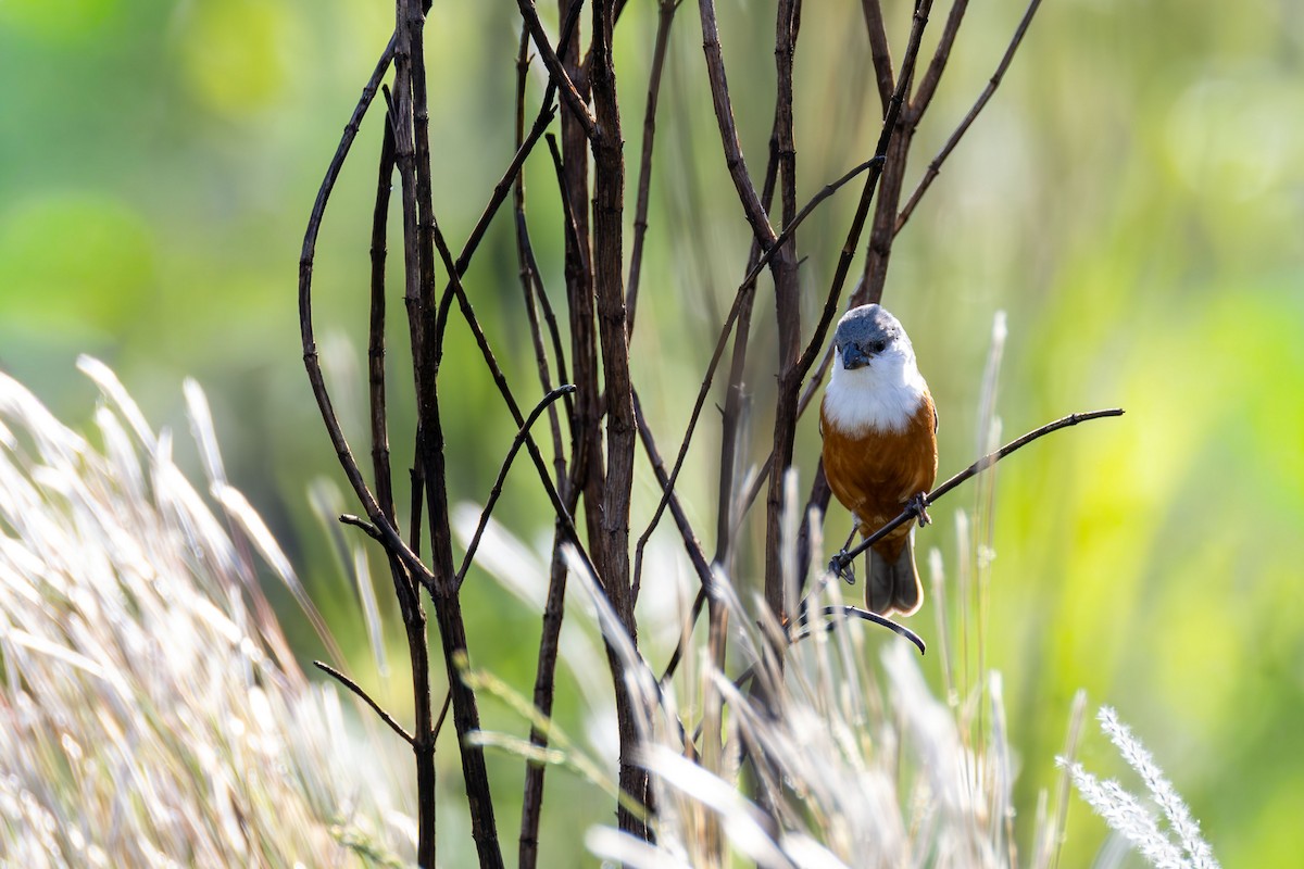 Болотный просяночник - ML645084144