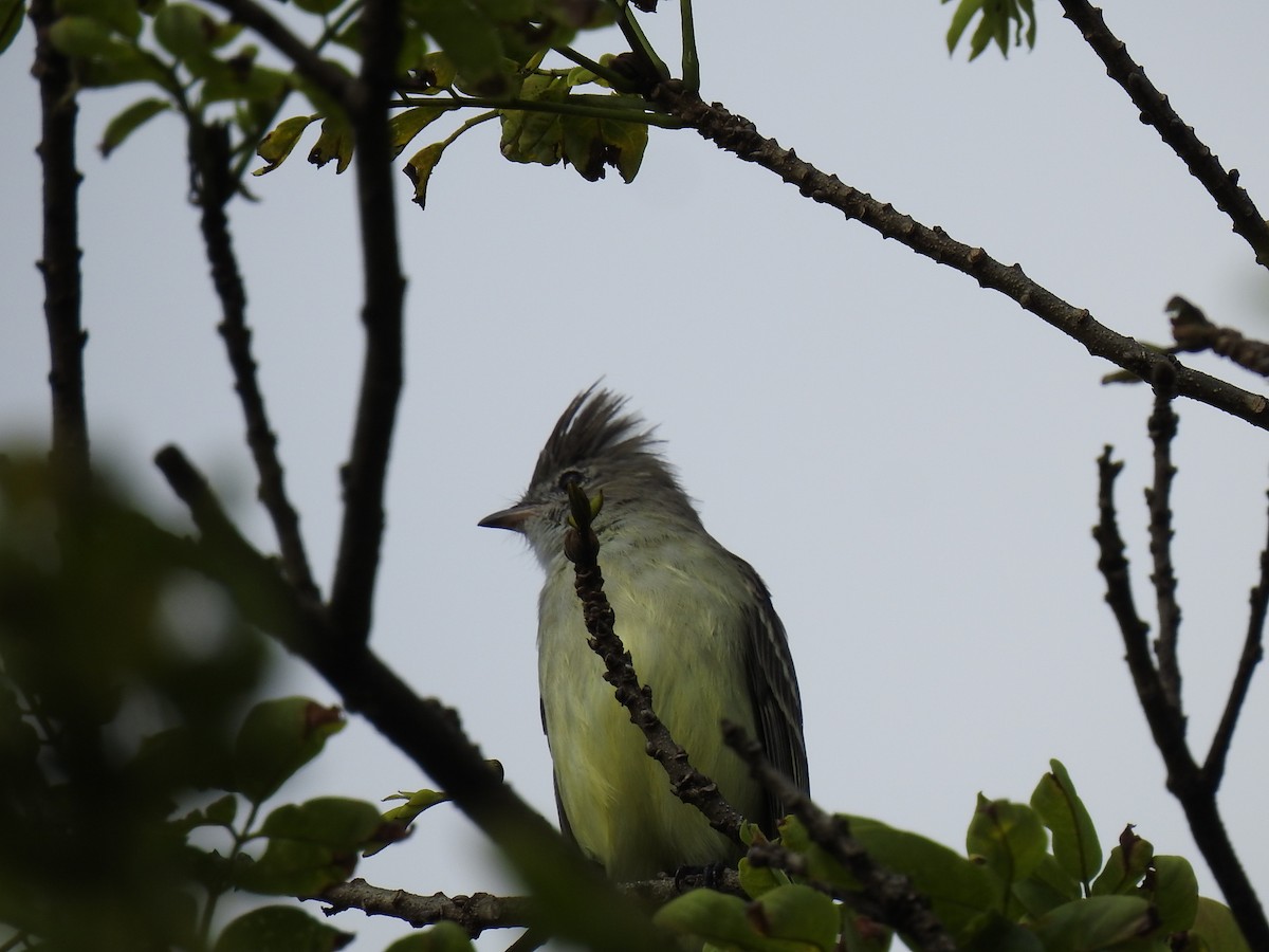 Yellow-bellied Elaenia - ML645084147