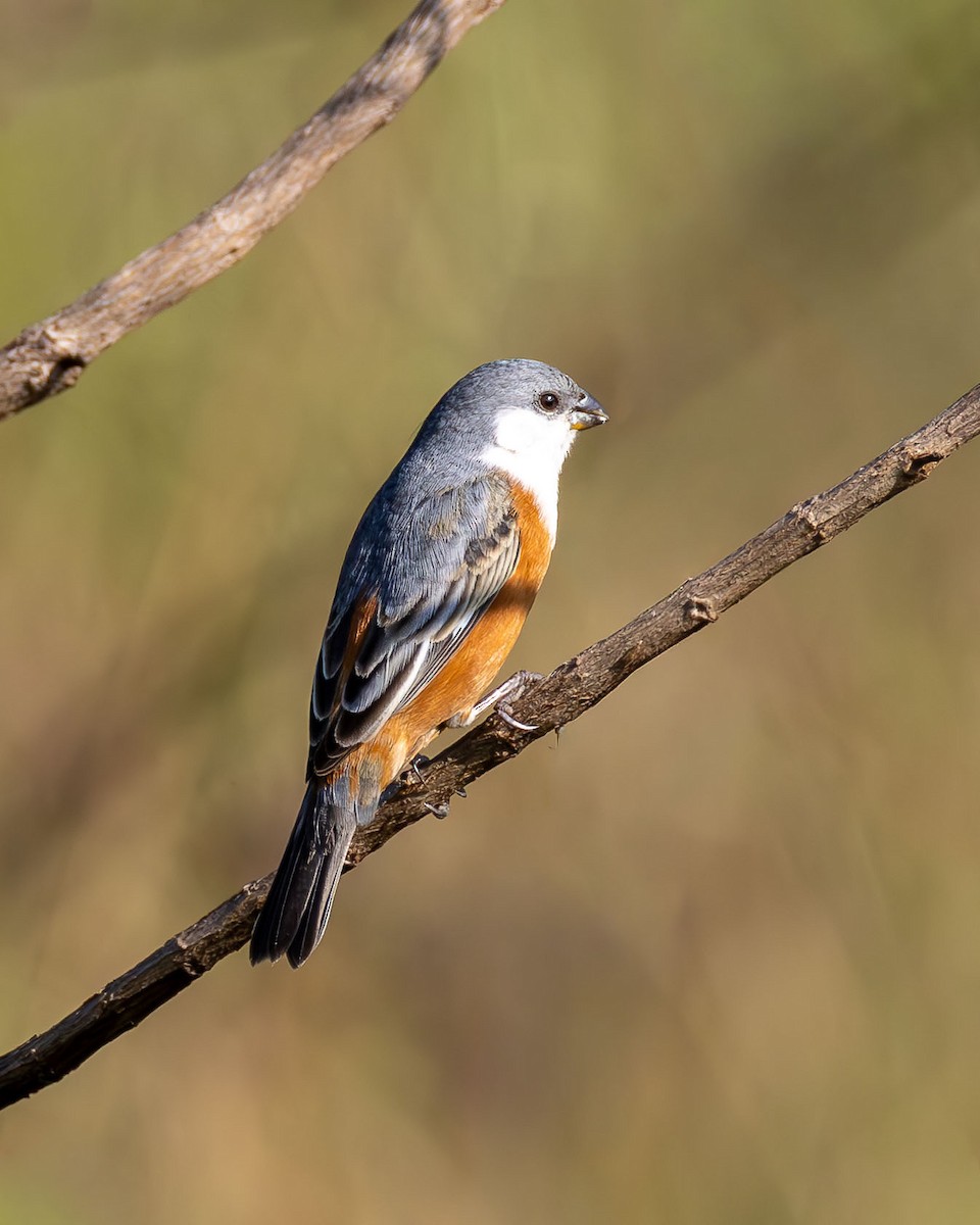 Болотный просяночник - ML645084148