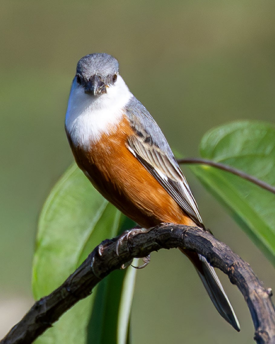 Болотный просяночник - ML645084152