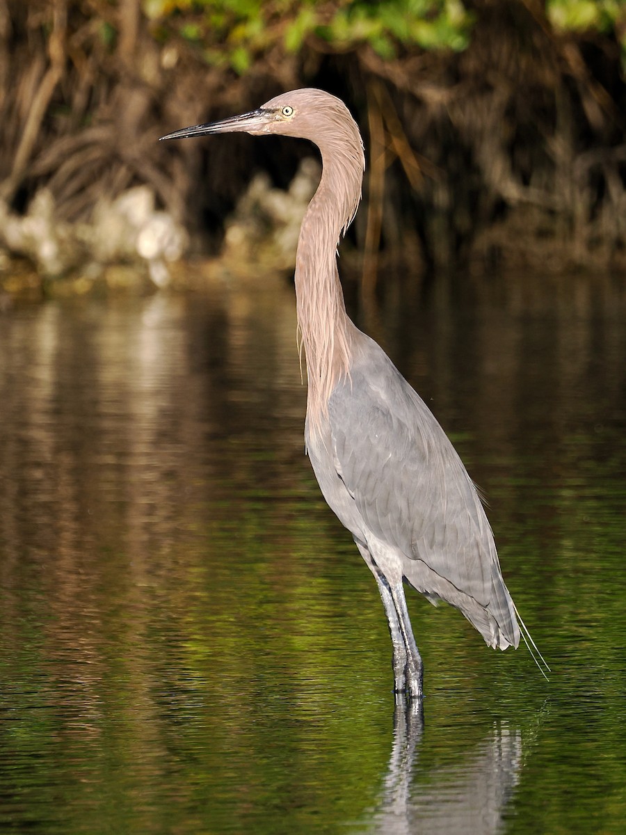 Reddish Egret - ML645084154