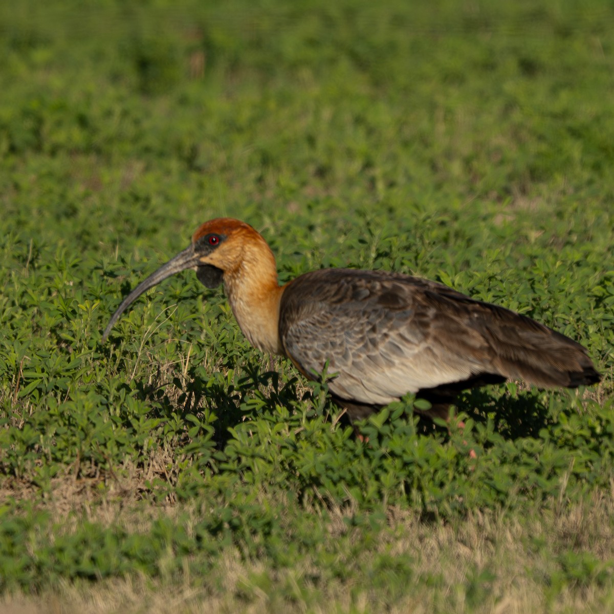 Bandurria Austral - ML645084165