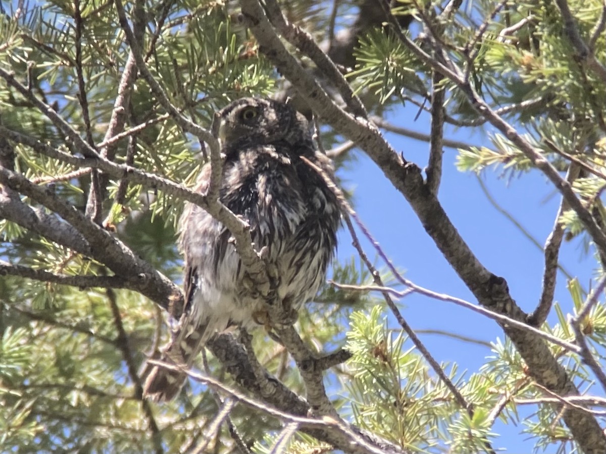 Northern Pygmy-Owl (Mountain) - ML645084177