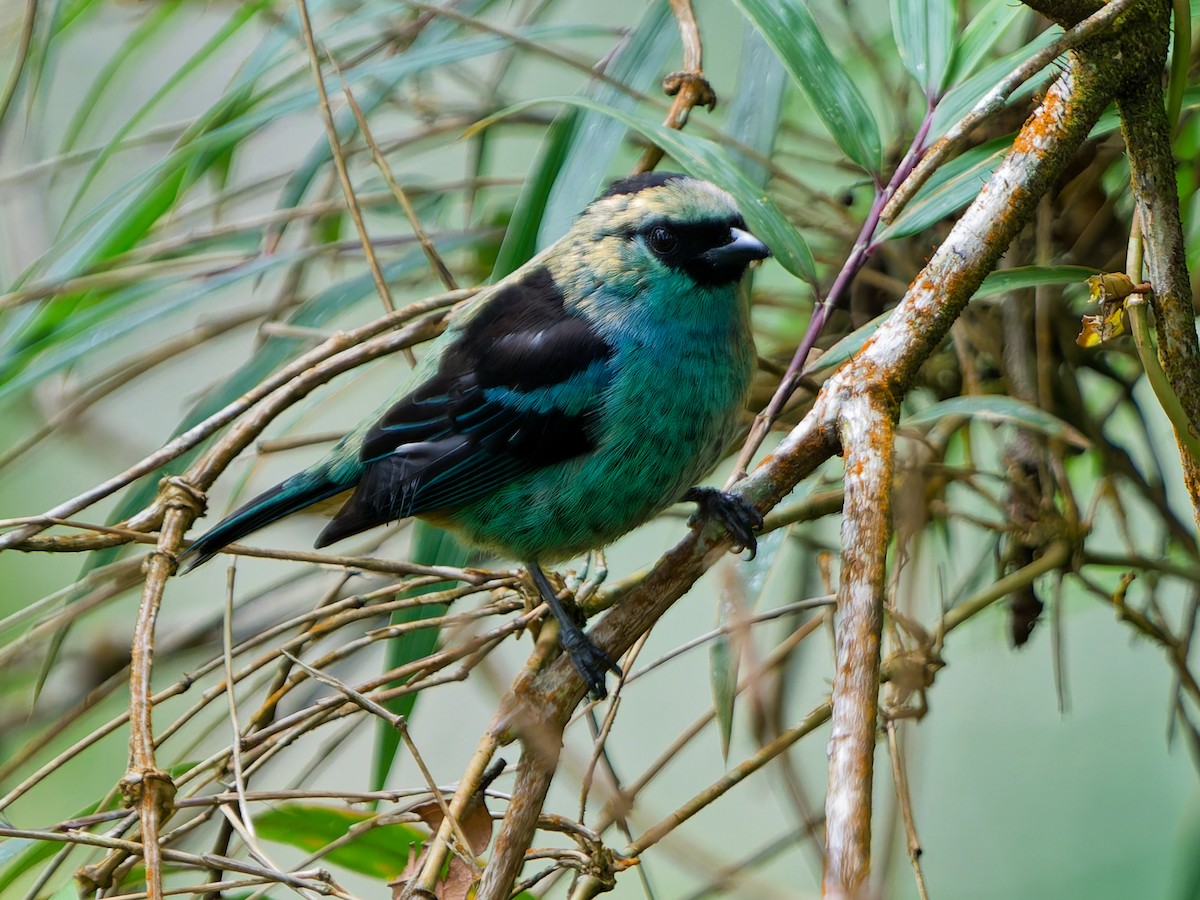 テリミドリフウキンチョウ - ML645084178