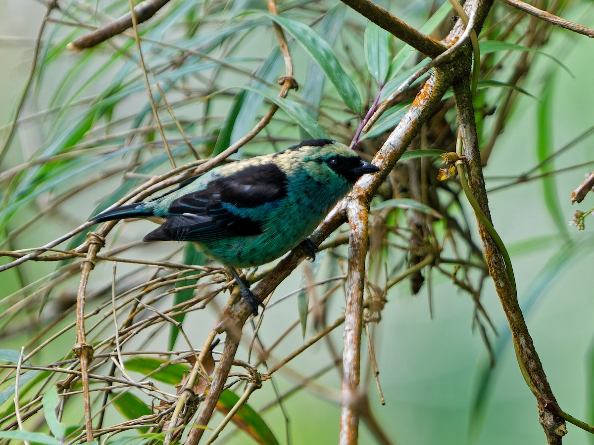 テリミドリフウキンチョウ - ML645084179