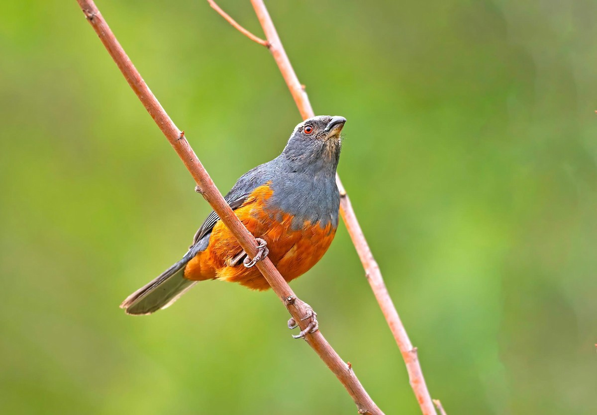 Rufous-bellied Mountain Tanager - ML645084200
