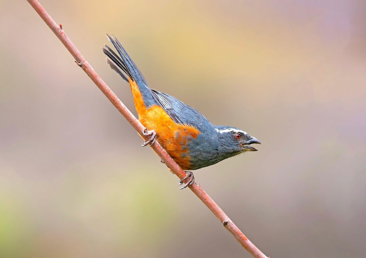 Rufous-bellied Mountain Tanager - ML645084201